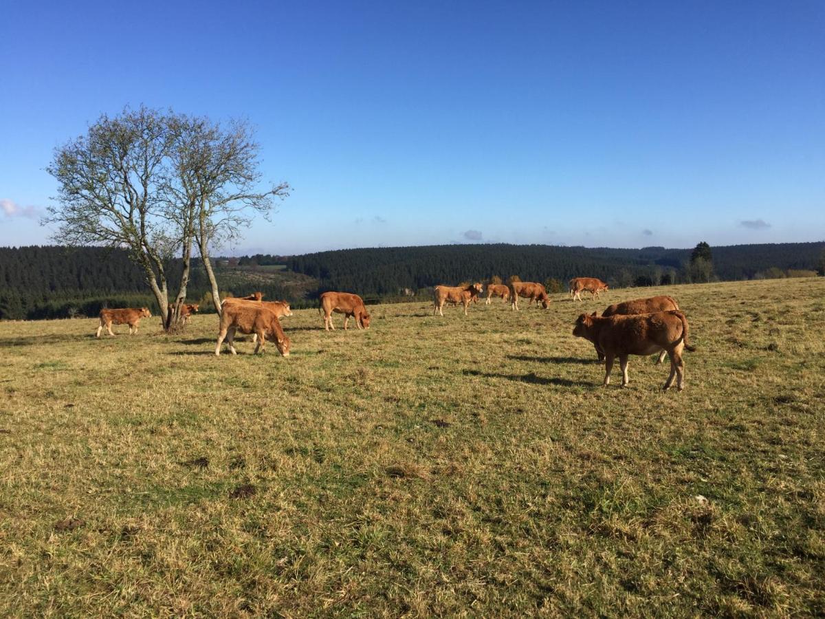Chalet De Charme, Le "Caribou Lodge", Eifel Belge Bullange Luaran gambar
